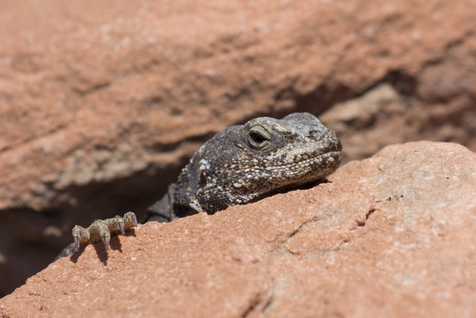 Chuckwalla, Valley of Fire State Park