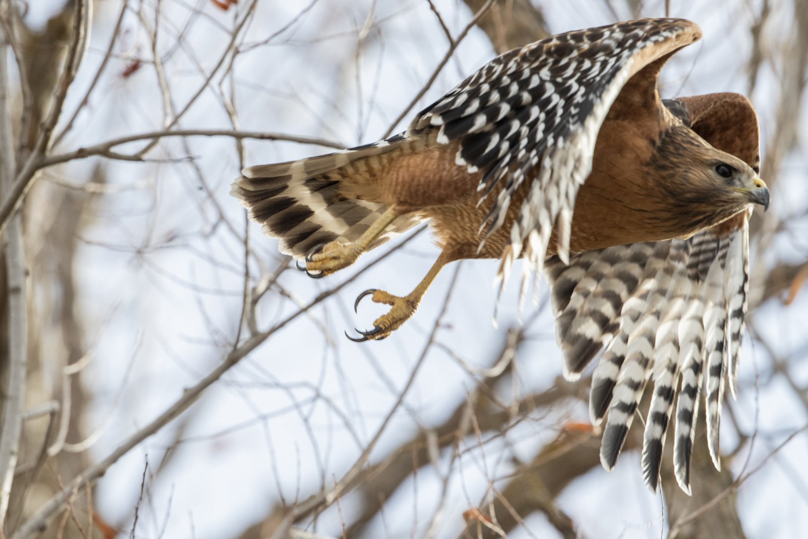 Red-Shouldered Hawk, Sacramento National Wildlife Refuge