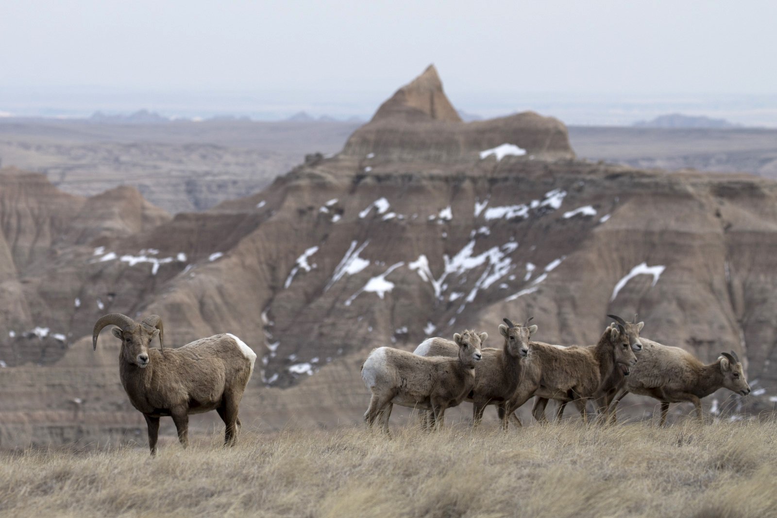 Rocky Mountain Bighorn Sheep, Badlands National Park