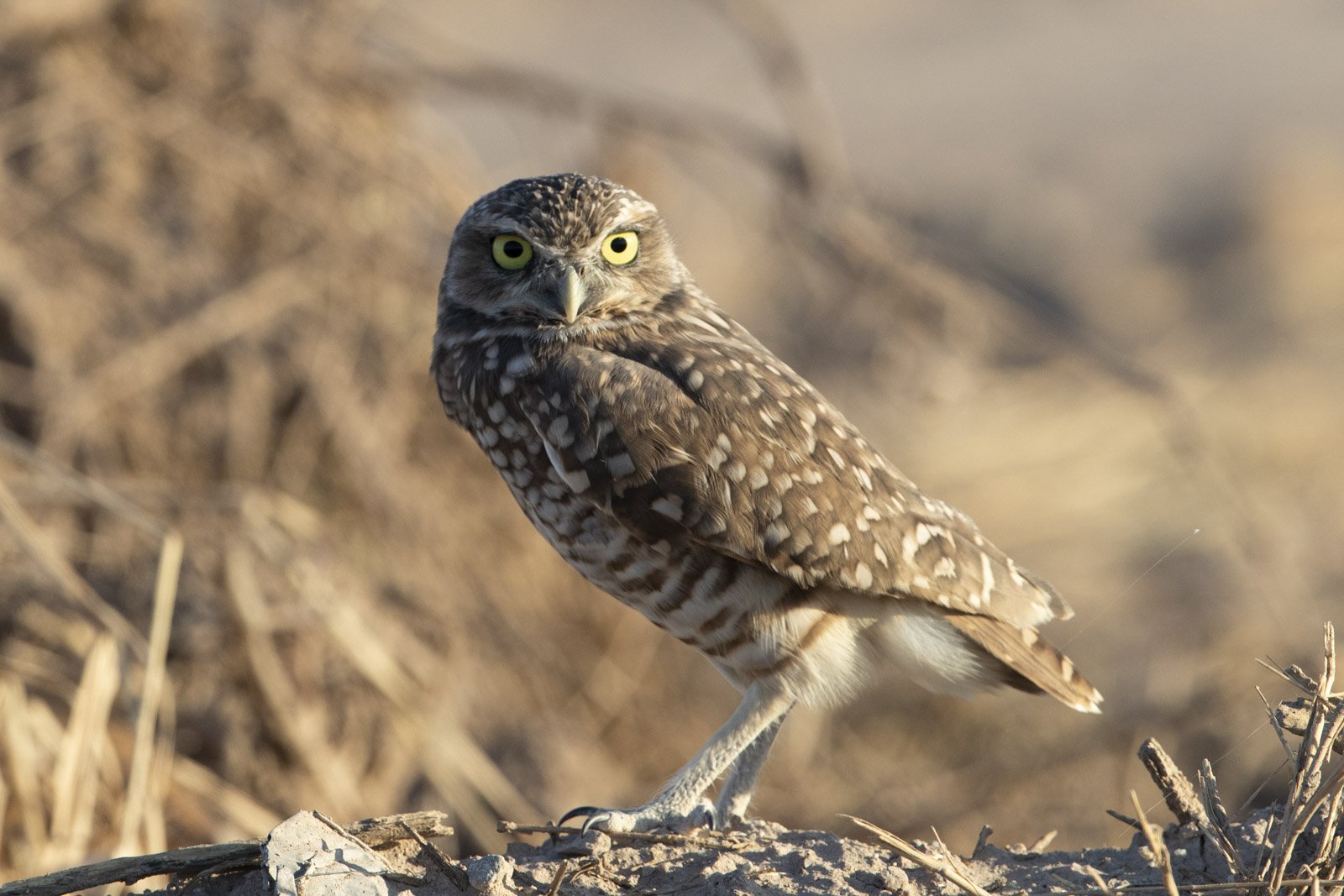 Burrowing Owl, Sonny Bono Salton Sea National Wildlife Refuge