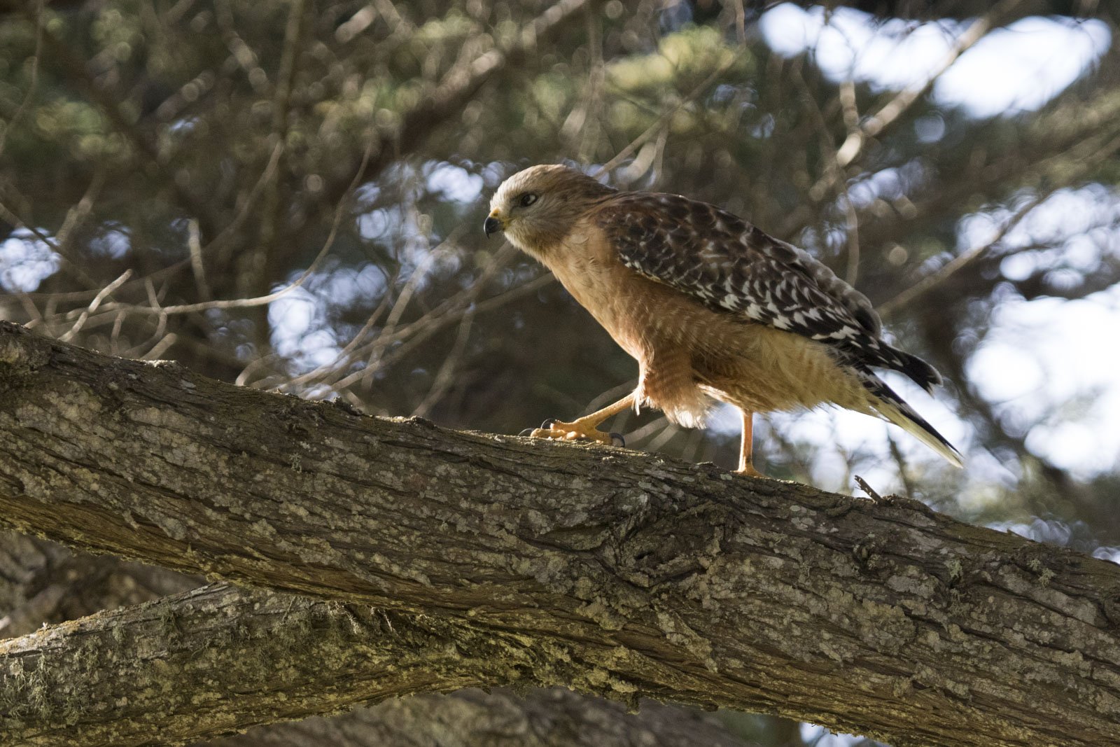 Red-Shouldered Hawk, Pacific Grove, CA