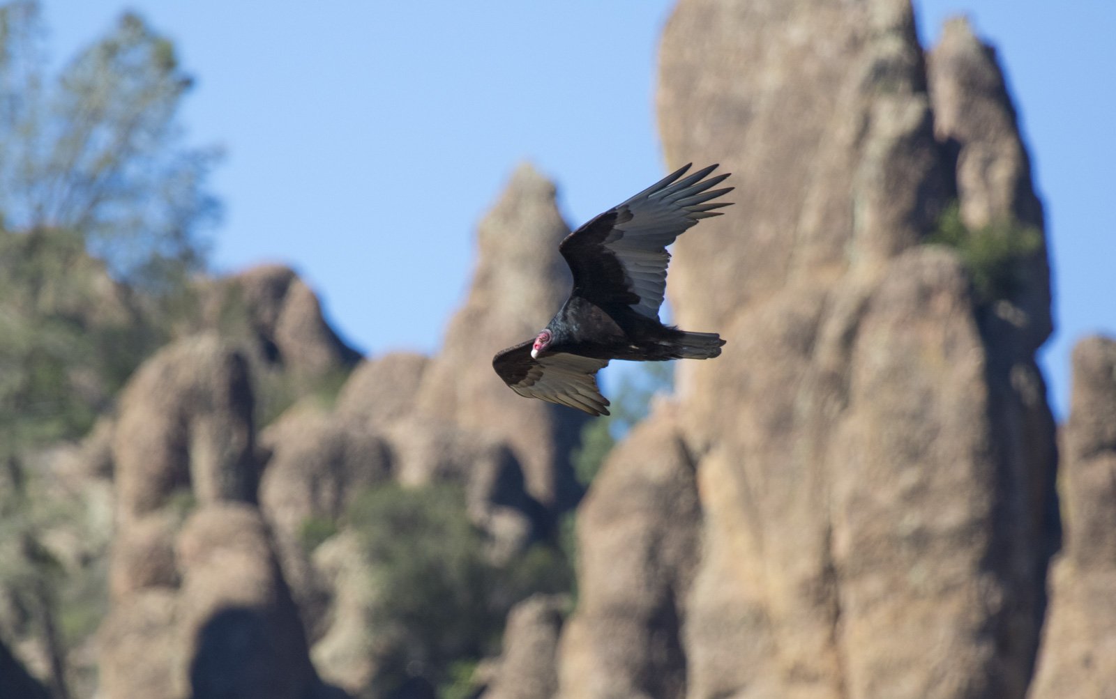 Turkey Vulture, Pinnacles National Park