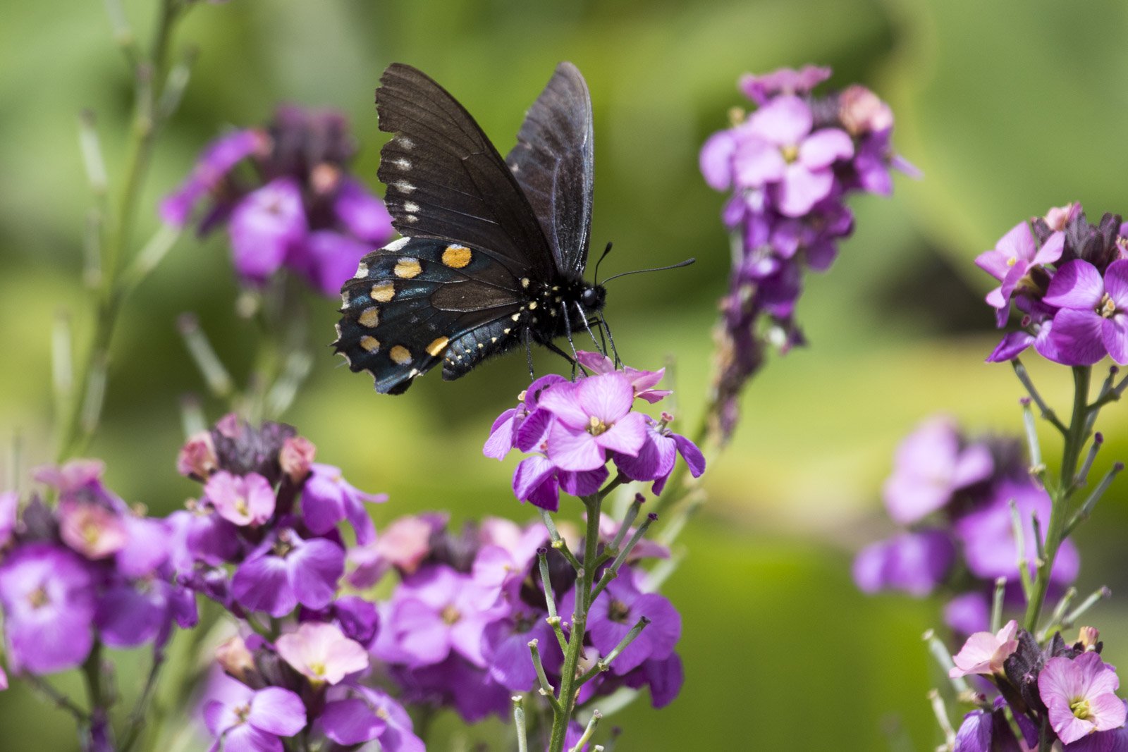 Pipevine Swallowtail Butterfly, University of California Botanical Garden at Berkeley