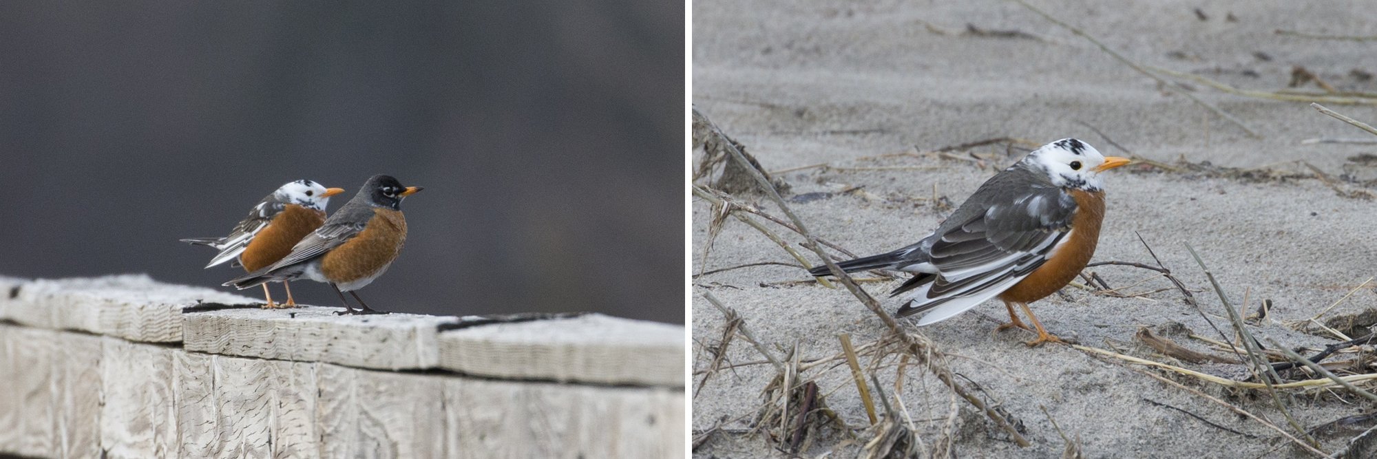 American Robins (one is leucistic/white), Kearney, NE