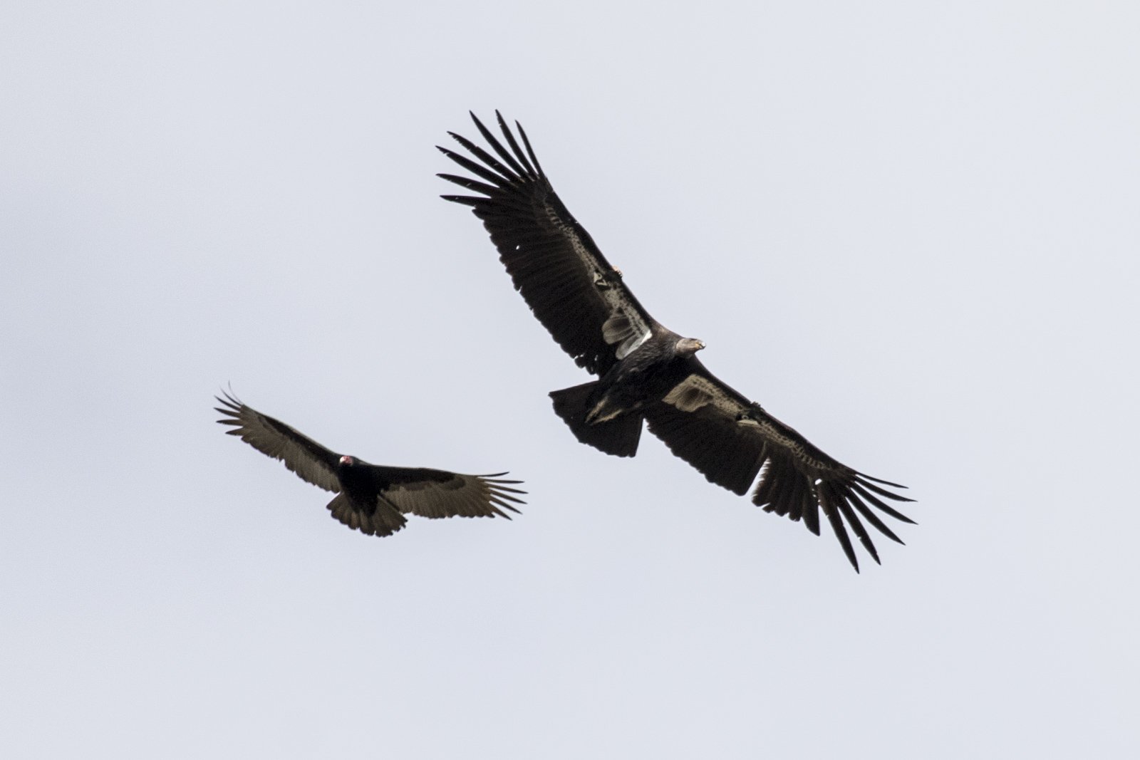 Turkey Vulture and California Condor, Pinnacles National Park