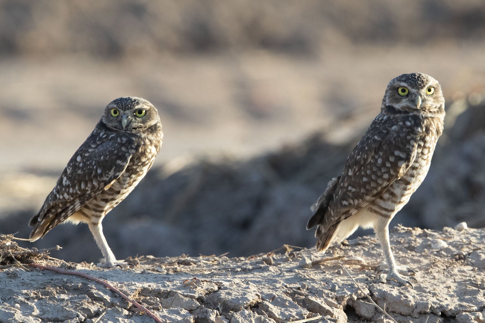 Burrowing Owls, Sonny Bono Salton Sea National Preserve