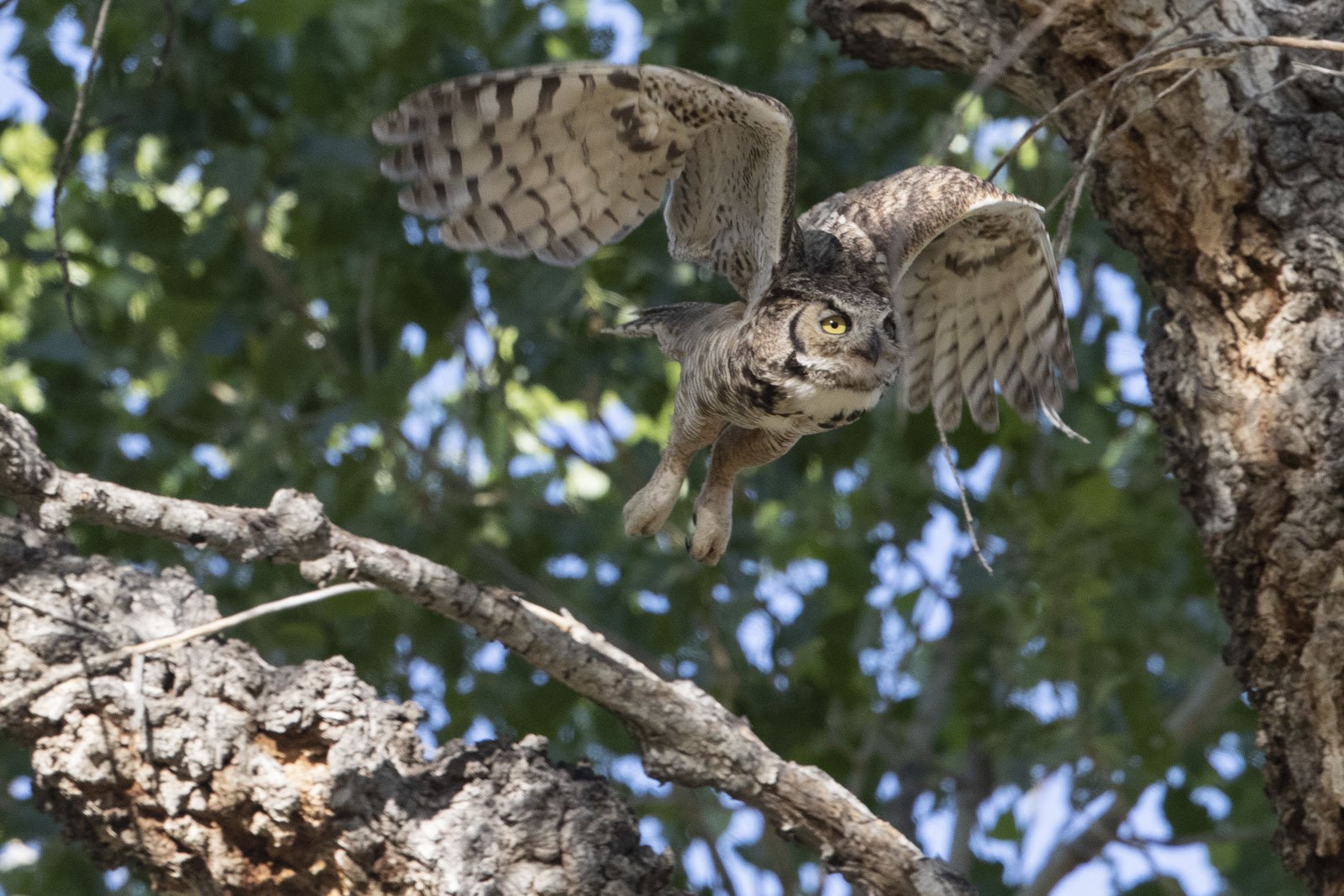 Great-Horned Owl, Covington Park