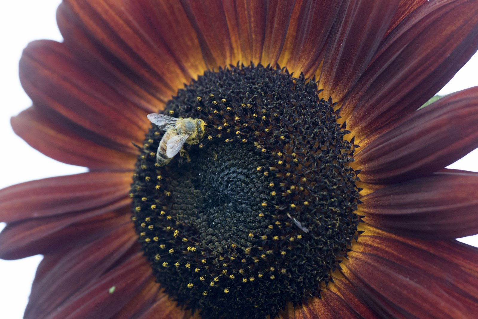 Honeybee, Heather Farm Park