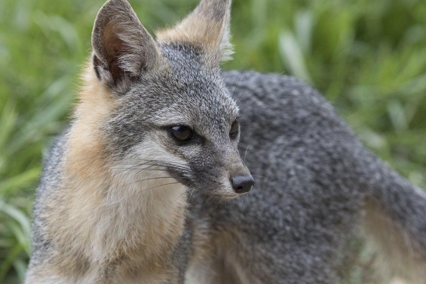 Gray Fox, Coyote Hills Regional Park