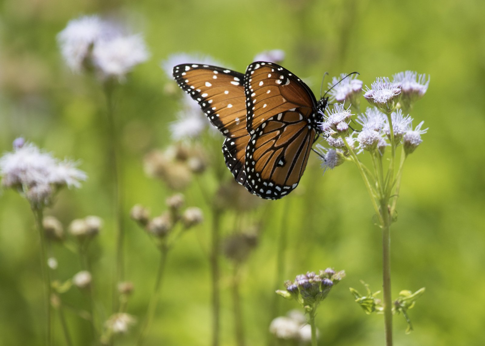 Queen Butterfly, Lady Bird Johnson Wildflower Center