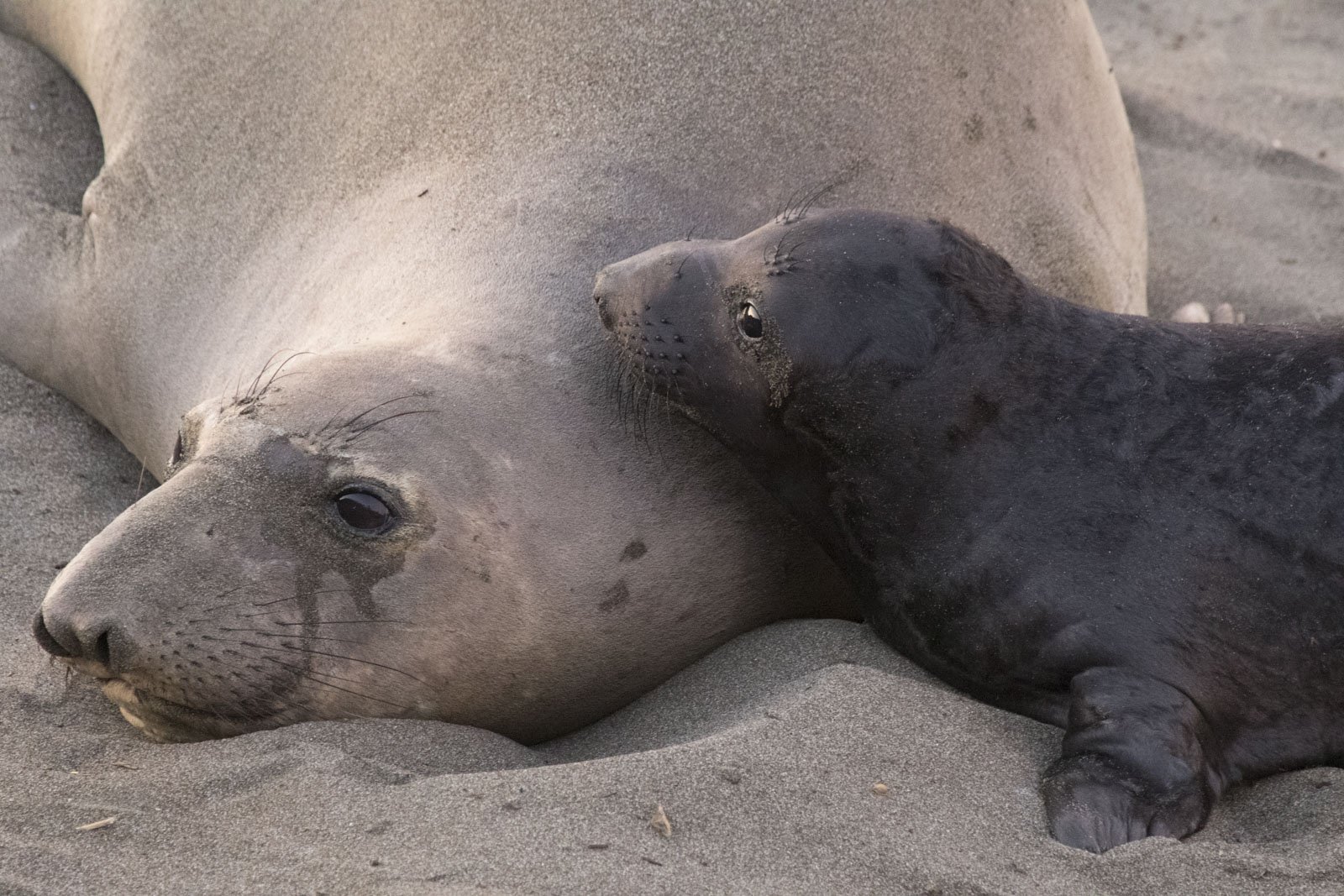 Northern Elephant Seals, Piedras Blancas Elephant Seal Reserve