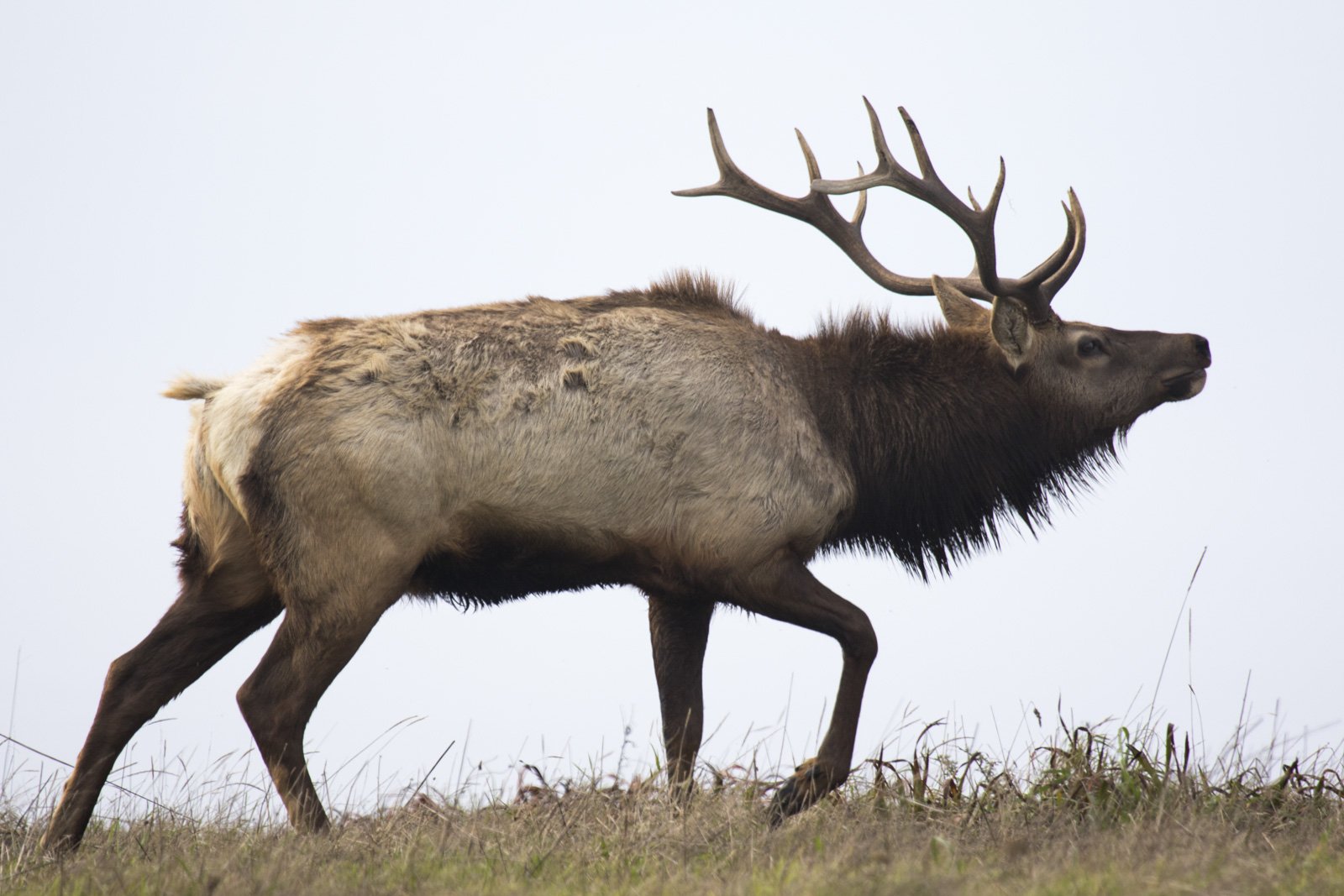 Tule Elk, Point Reyes National Seashore