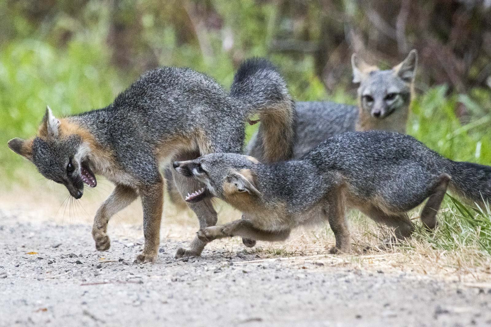Gray Foxes, Coyote Hills Regional Park