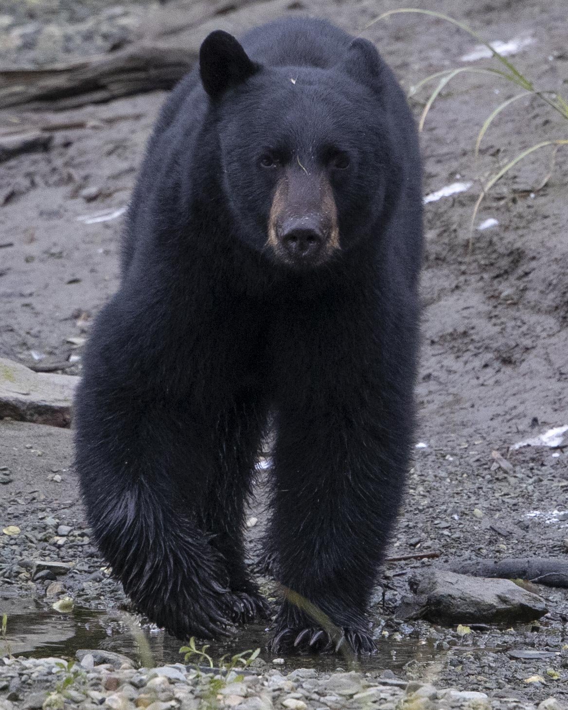 Black Bear, Ketchikan, AK