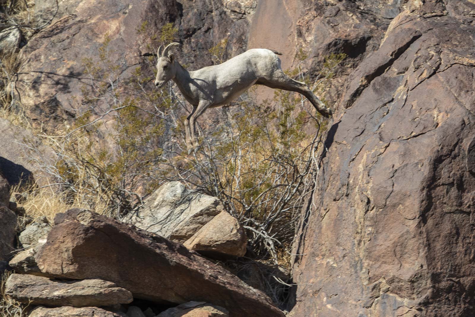 Peninsular Bighorn Sheep, Anza-Borrego Desert State Park