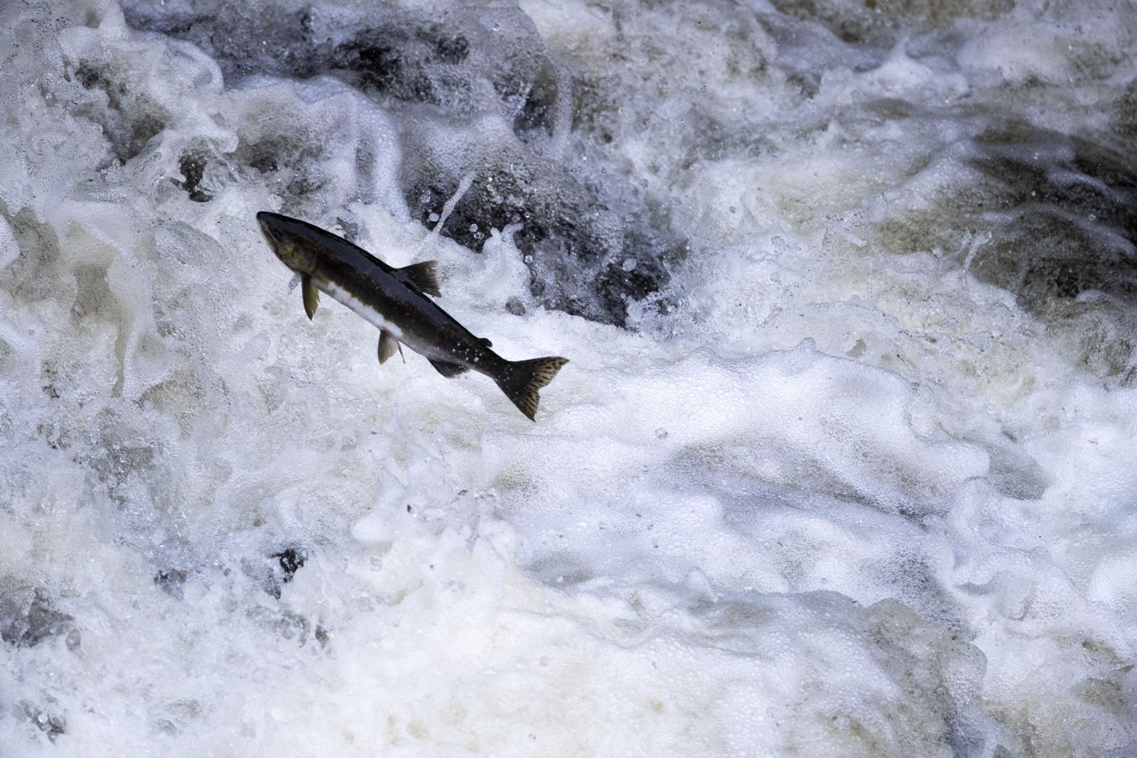 Chum Salmon, Ketchikan, AK