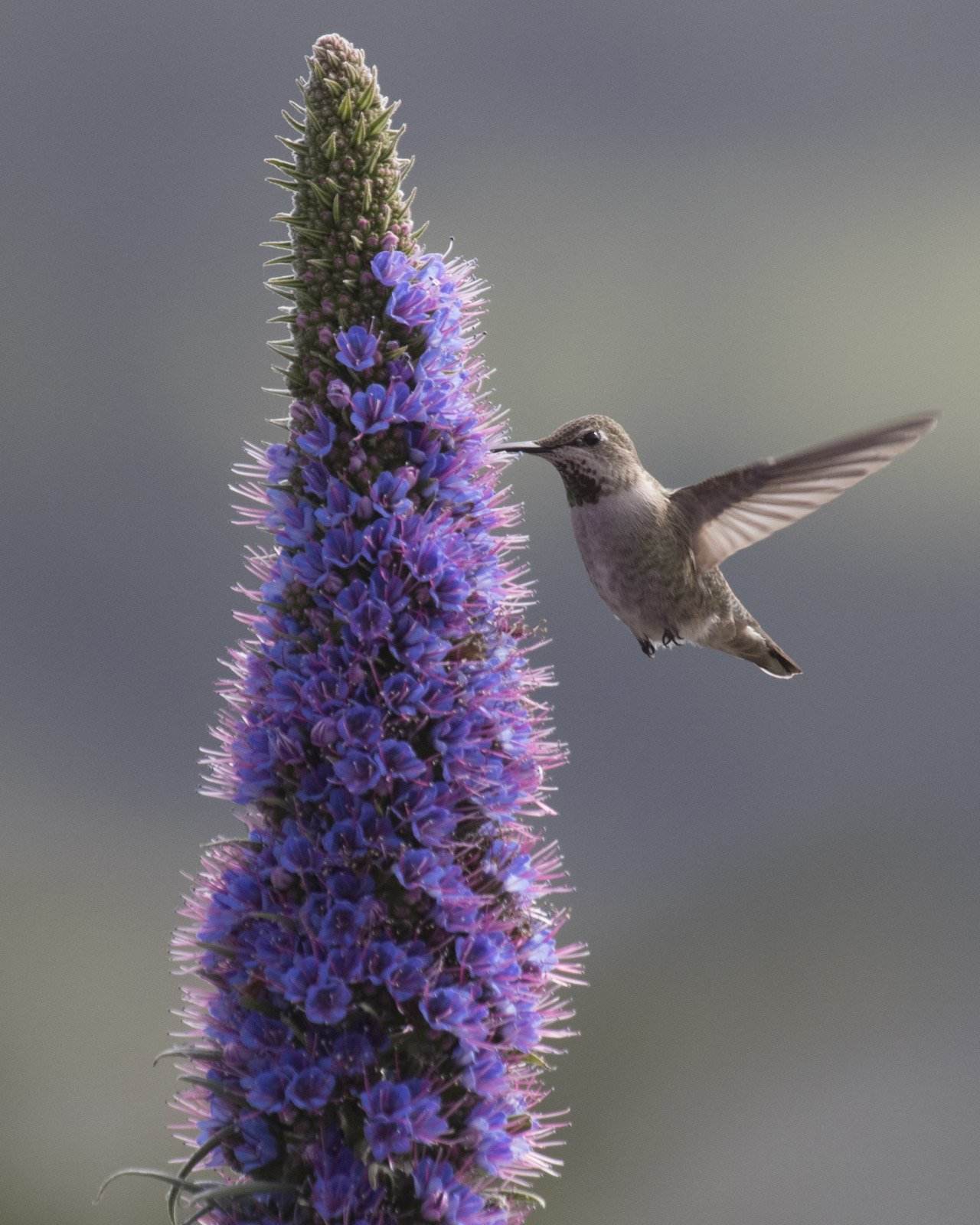 Anna's Hummingbird, Stinson Beach, CA