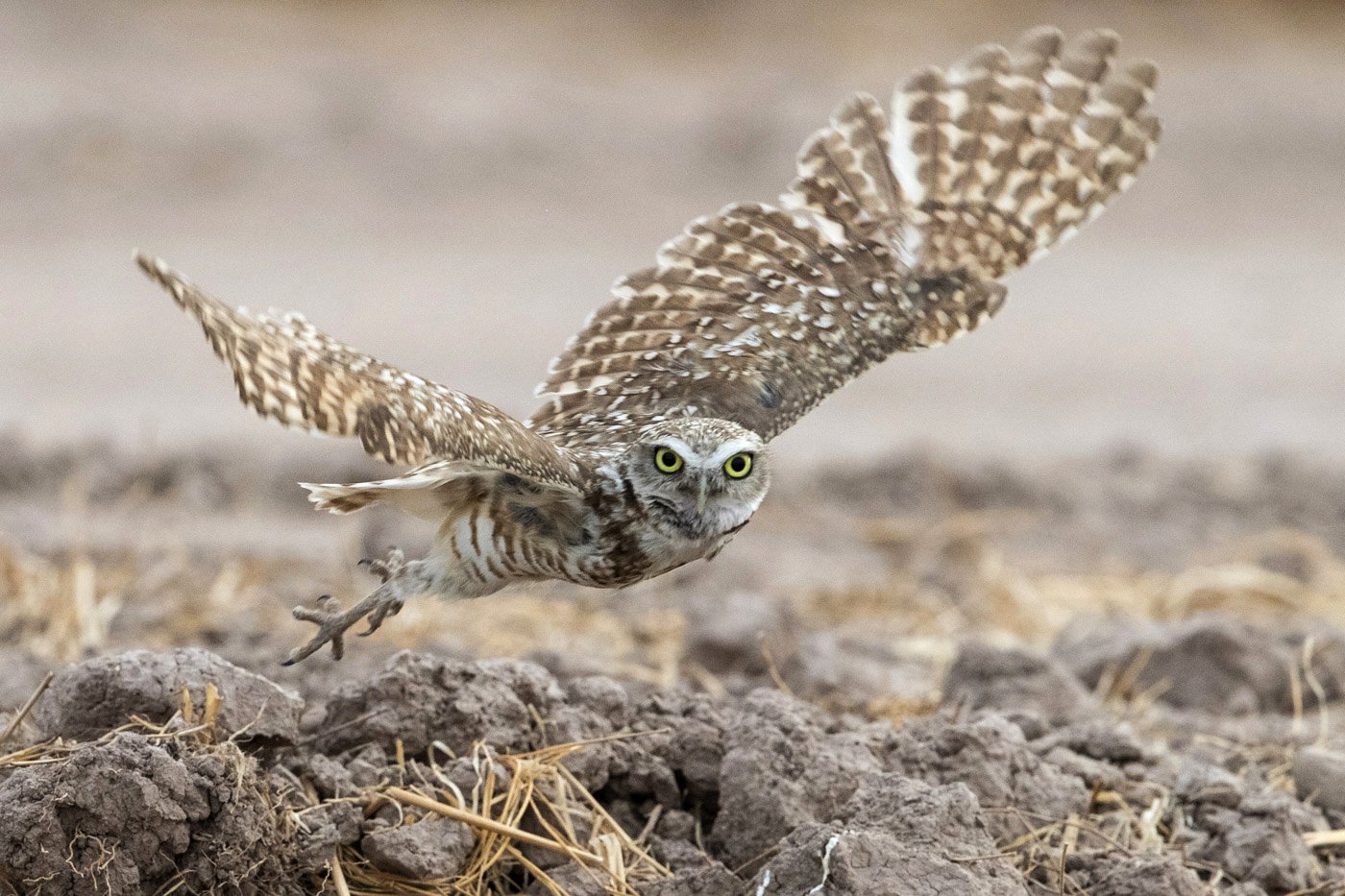 Burrowing Owl, Sonny Bono Salton Sea National Wildlife Refuge