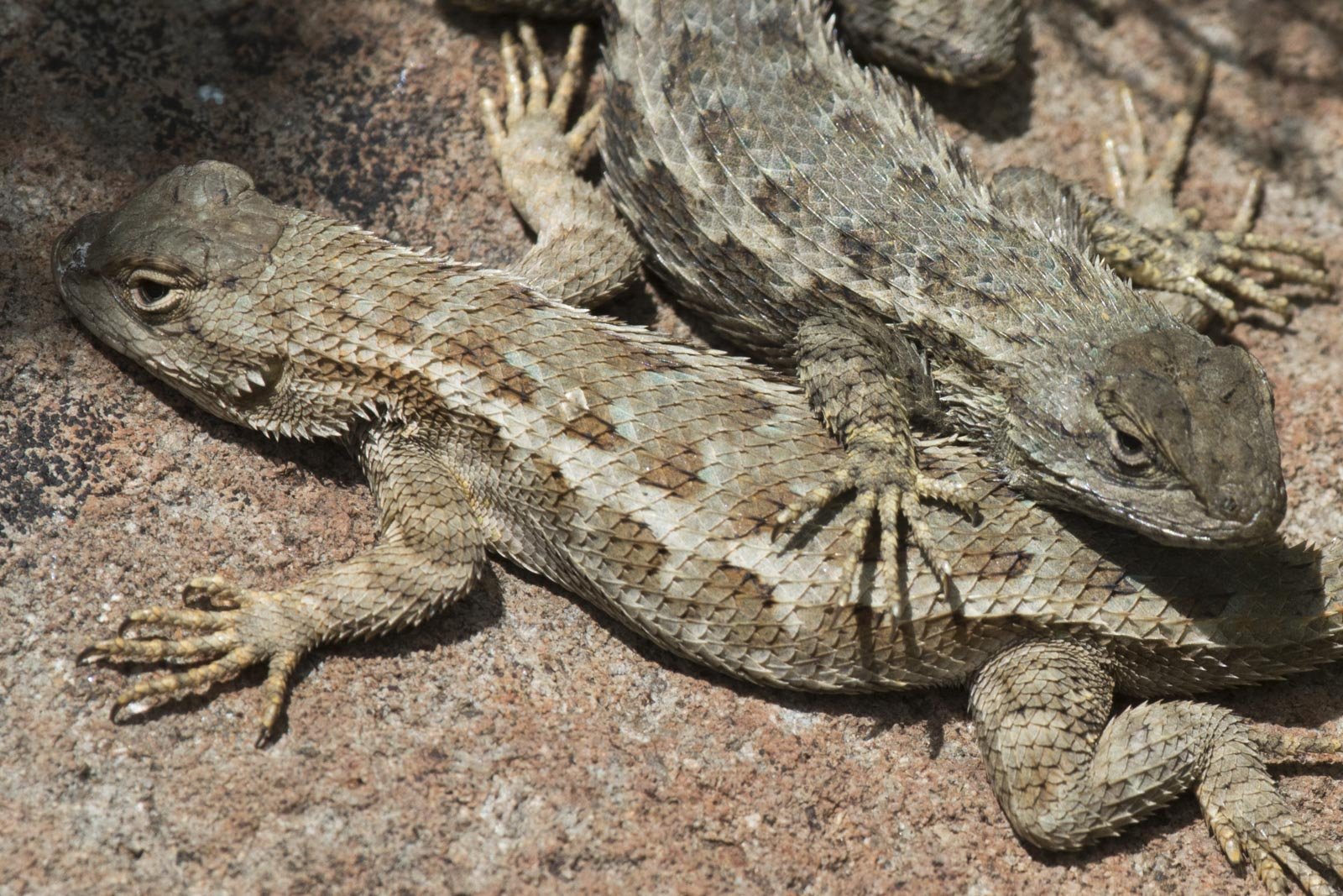 Western Fence Lizards, University of California Botanical Garden At Berkeley