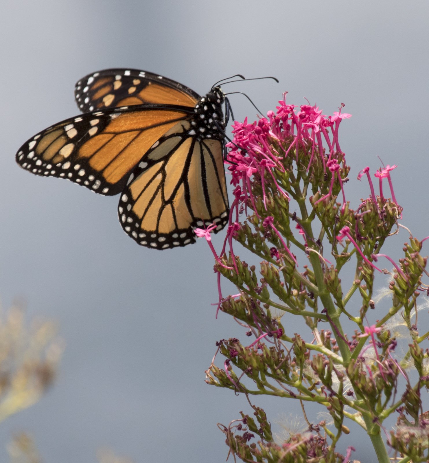 Monarch Butterfly, Big Sur Coast, CA