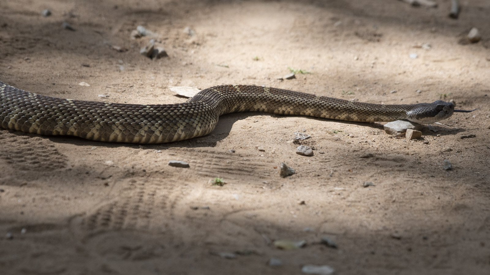 Northern Pacific Rattlesnake, South Yuba River State Park