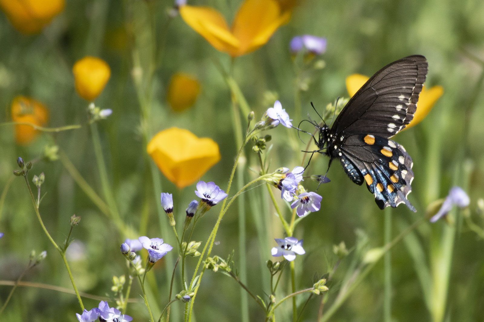 Pipevine Swallowtail, South Yuba River State Park