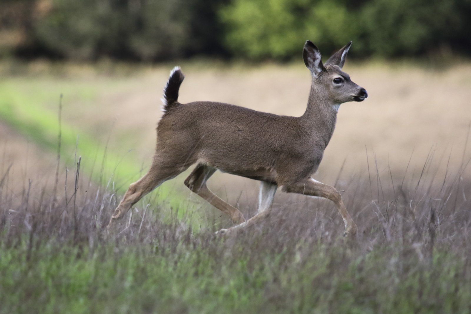 Columbian Black-Tailed Deer, Point Reyes National Seashore