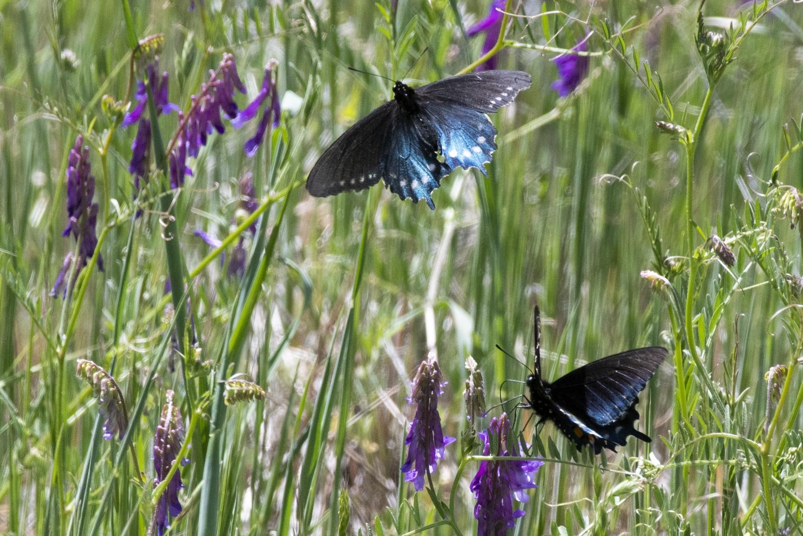 Pipevine Swallowtails, South Yuba River State Park