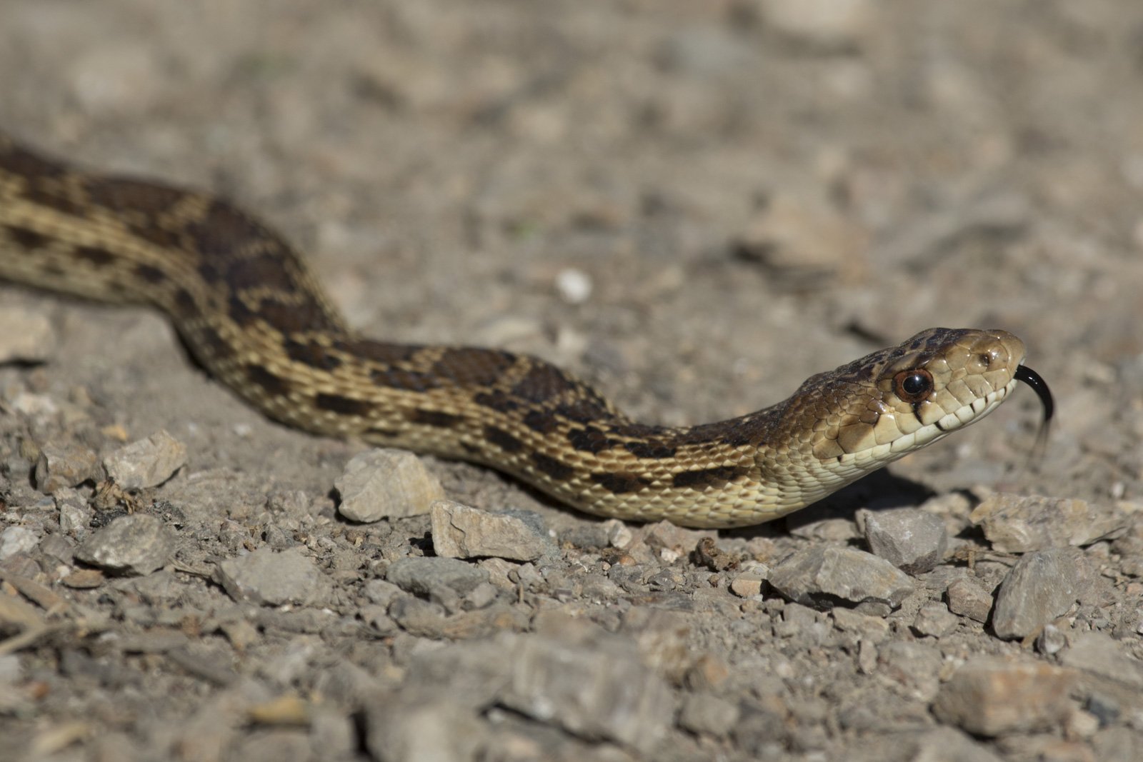 Gopher Snake, Tilden Regional Park