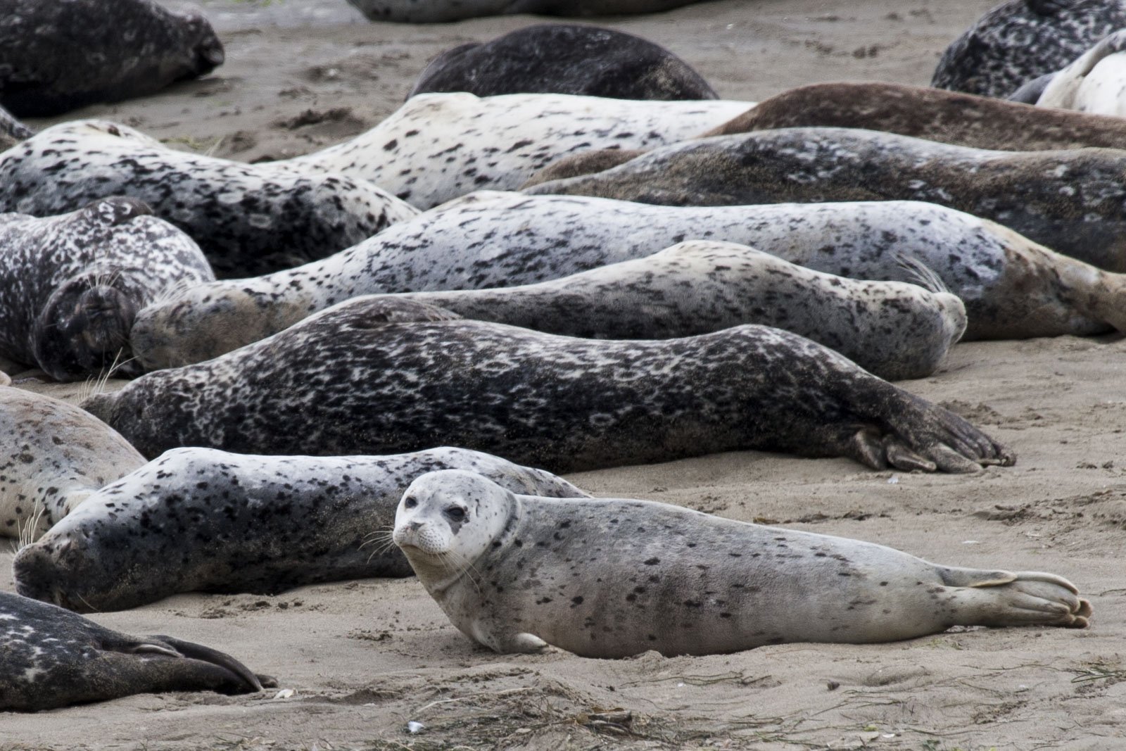 Harbor Seals, Monterey, CA