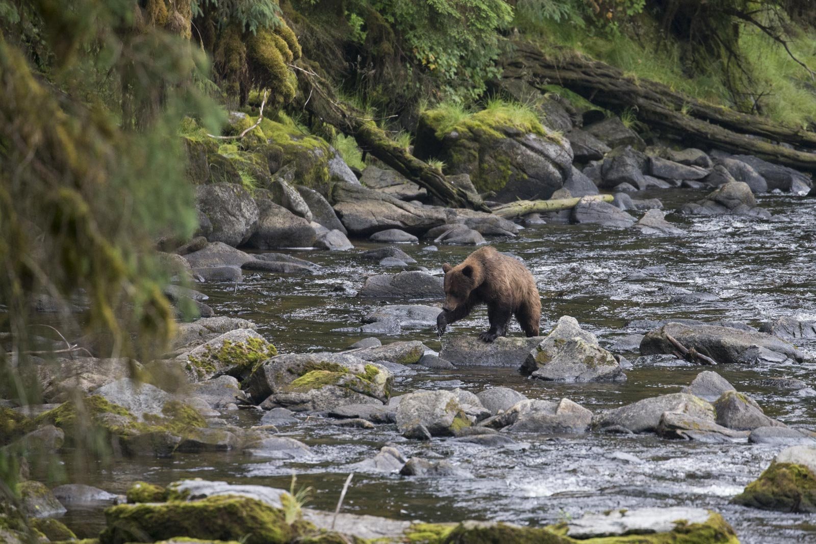 Coastal Brown Bear, Anan Bear and Wildlife Observatory