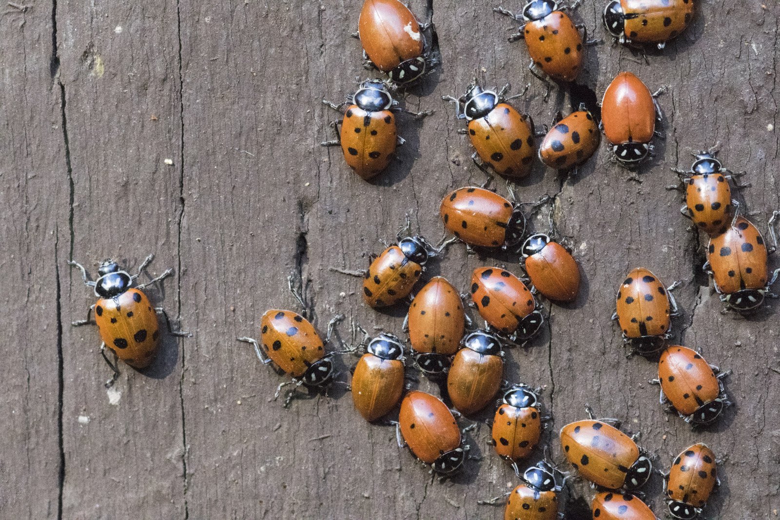 Convergent Ladybugs, Redwood Regional Park