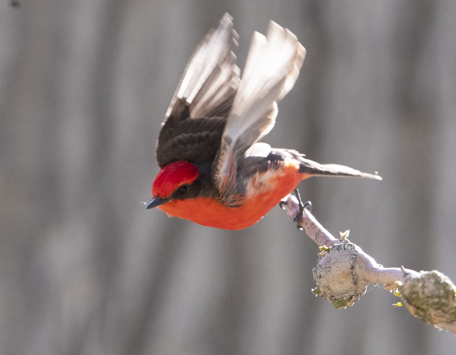 Vermilion Flycatcher, Big Morongo Canyon Preserve