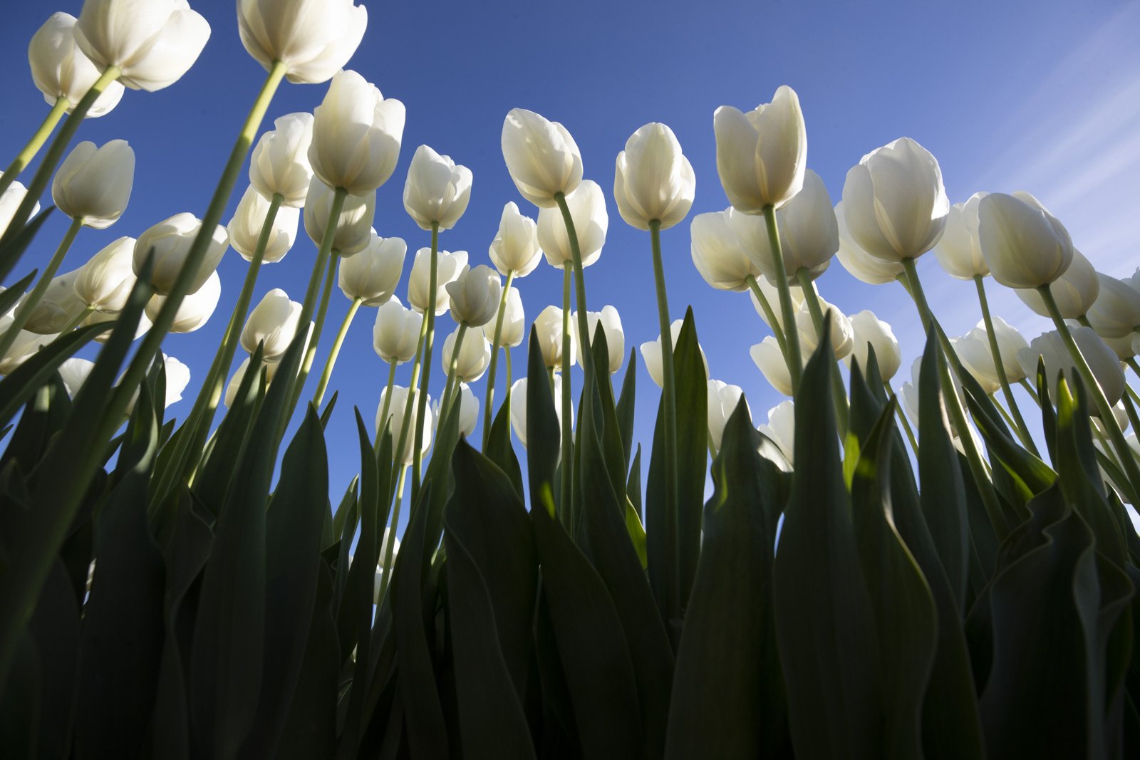 Skagit Tulip Festival