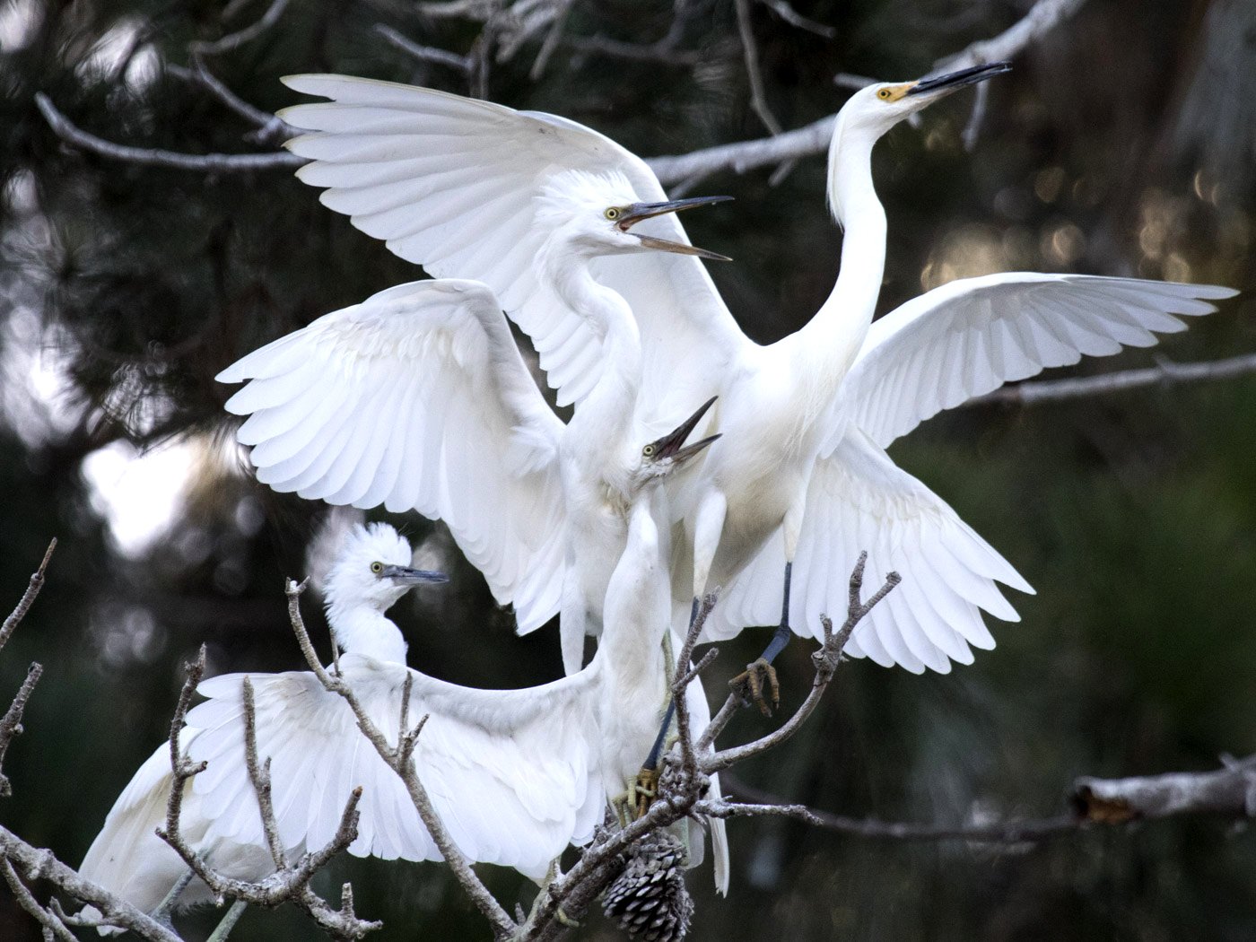 Great Egrets, Alameda, CA