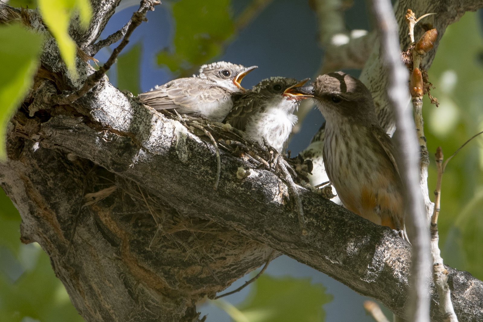 Vermilion Flycatchers, Big Morongo Canyon Preserve