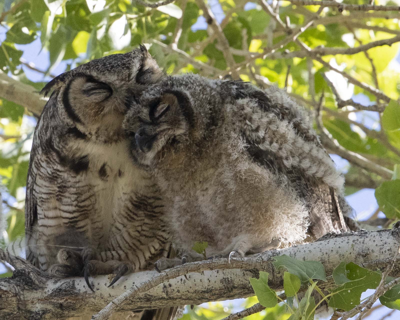 Great-Horned Owls, Covington Park