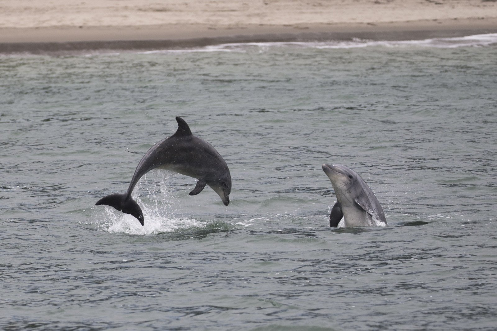 Common Bottlenose Dolphins, Monterey Bay National Marine Sanctuary