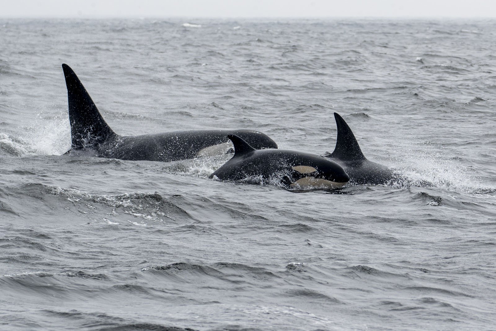 Orcas, Monterey Bay National Marine Sanctuary