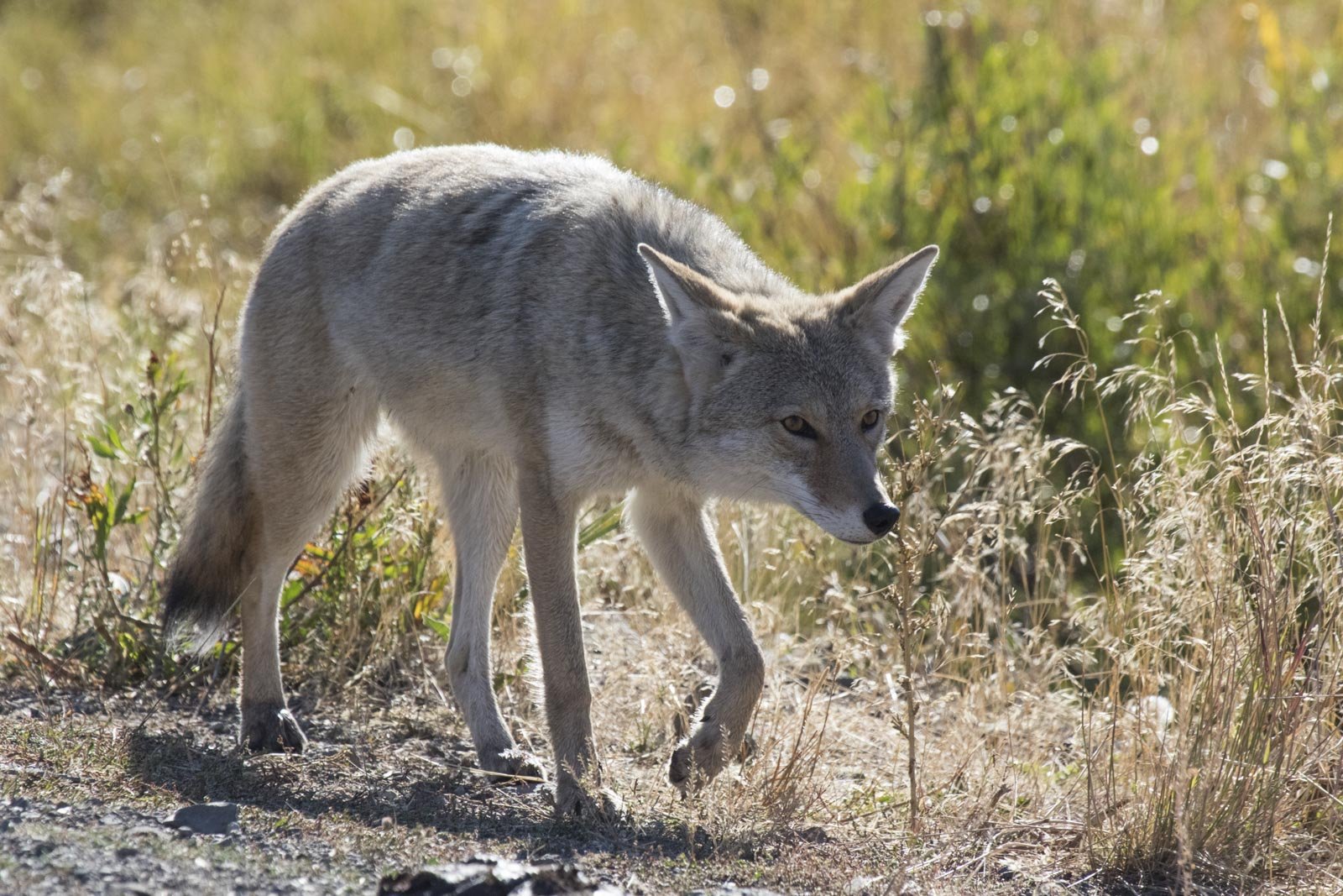 Coyote, Yellowstone National Park
