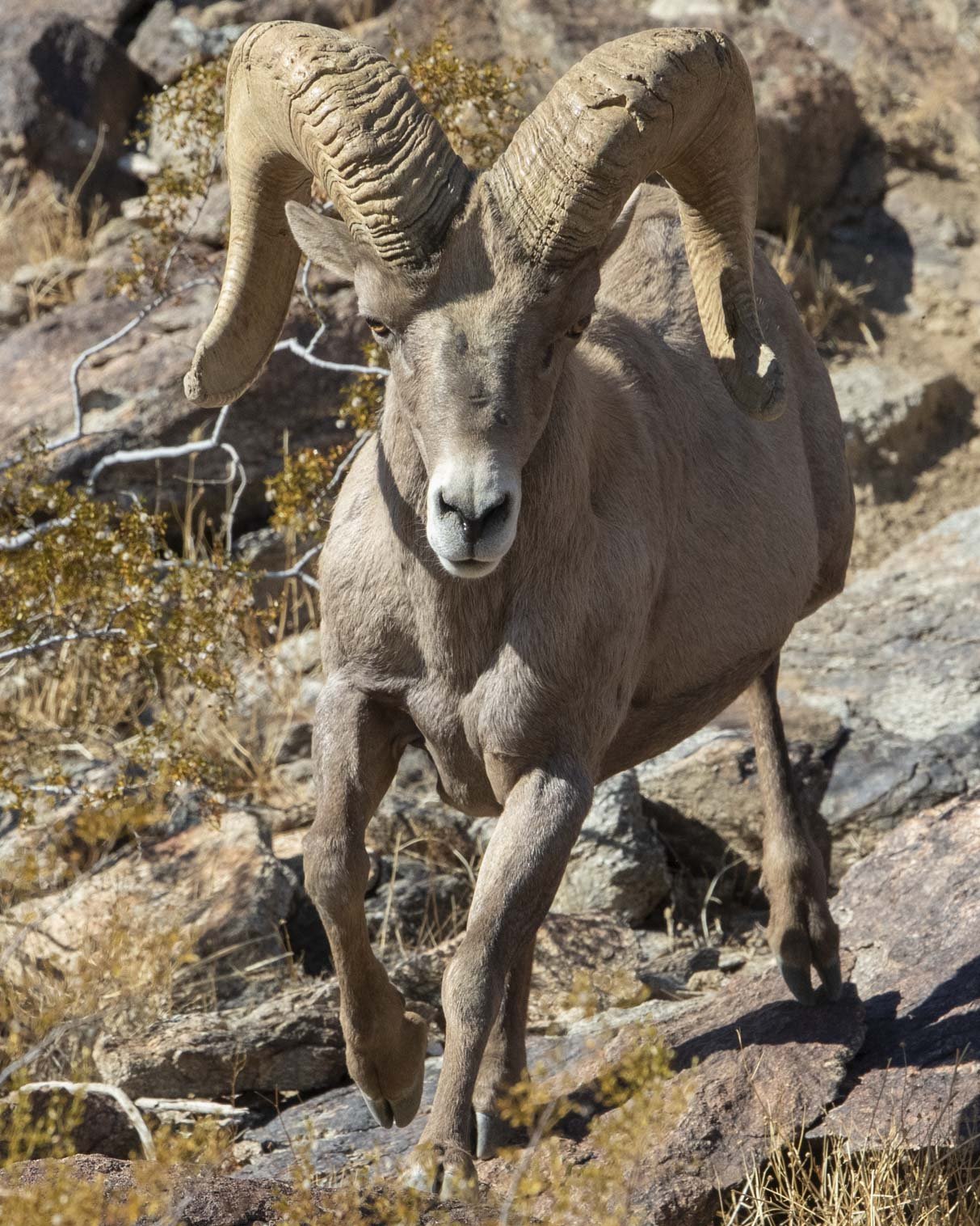 Peninsular Bighorn Sheep, Anza-Borrego Desert State Park