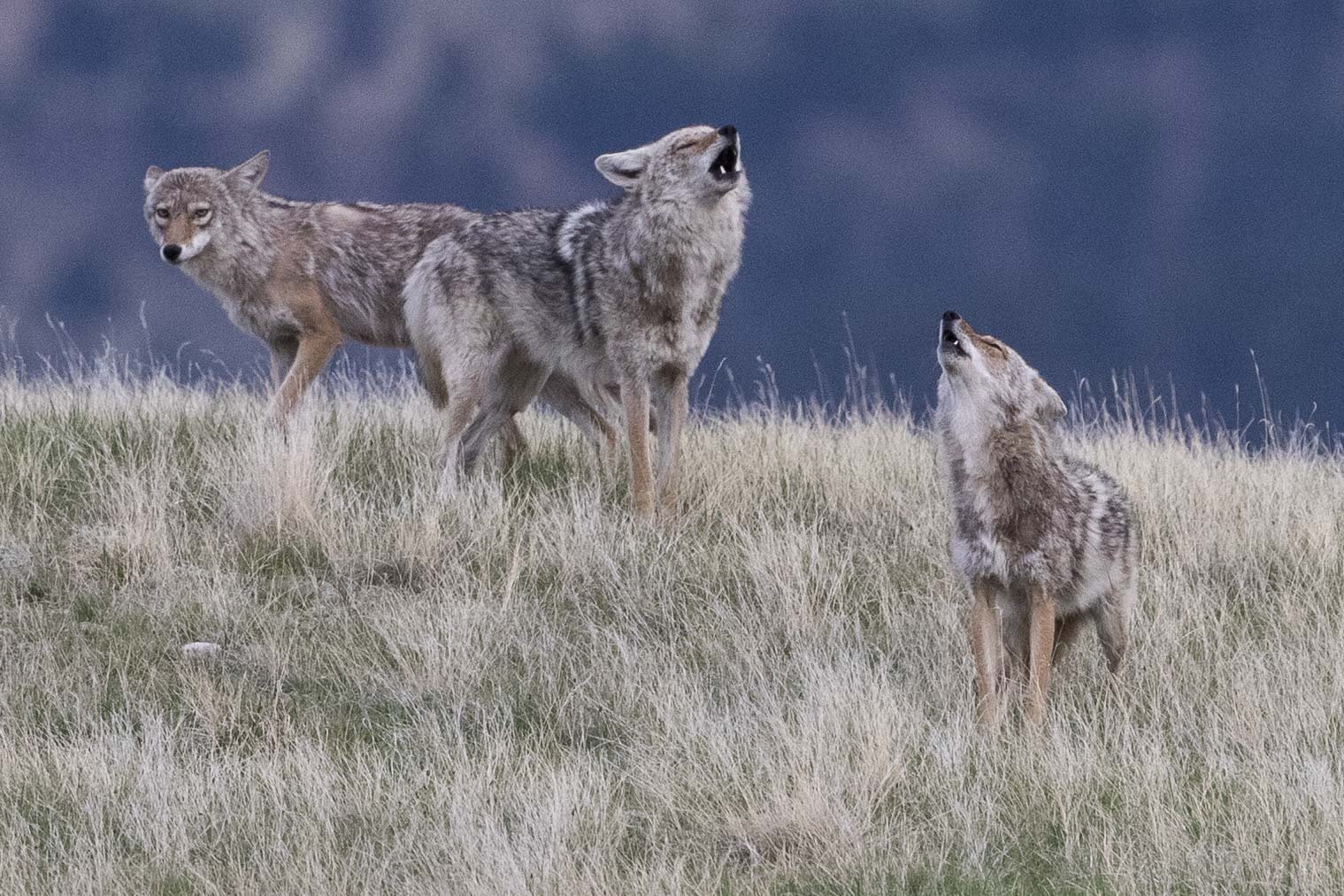 Coyotes, Wind Cave National Park