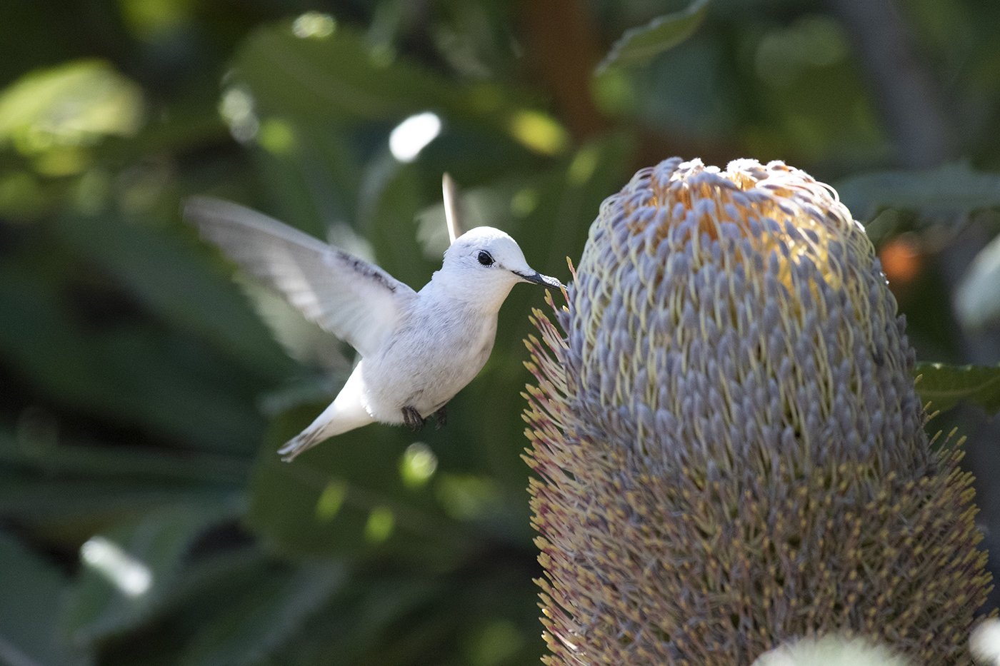Leucistic (white) Hummingbird, Arboretum at the University of California at Santa Cruz