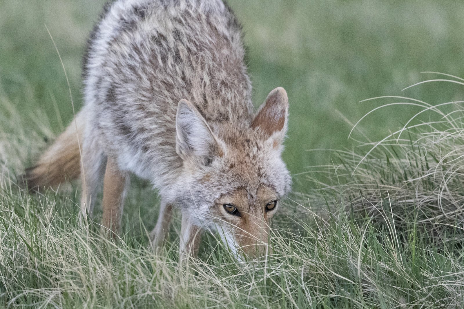 Coyote, Wind Cave National Park