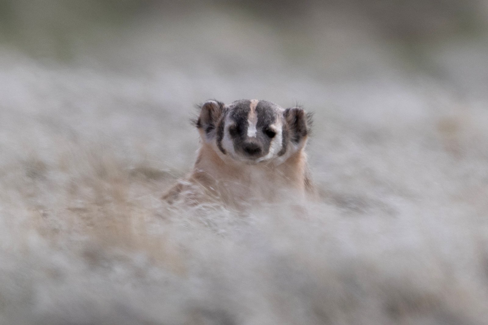 American Badger, Wind Cave National Park