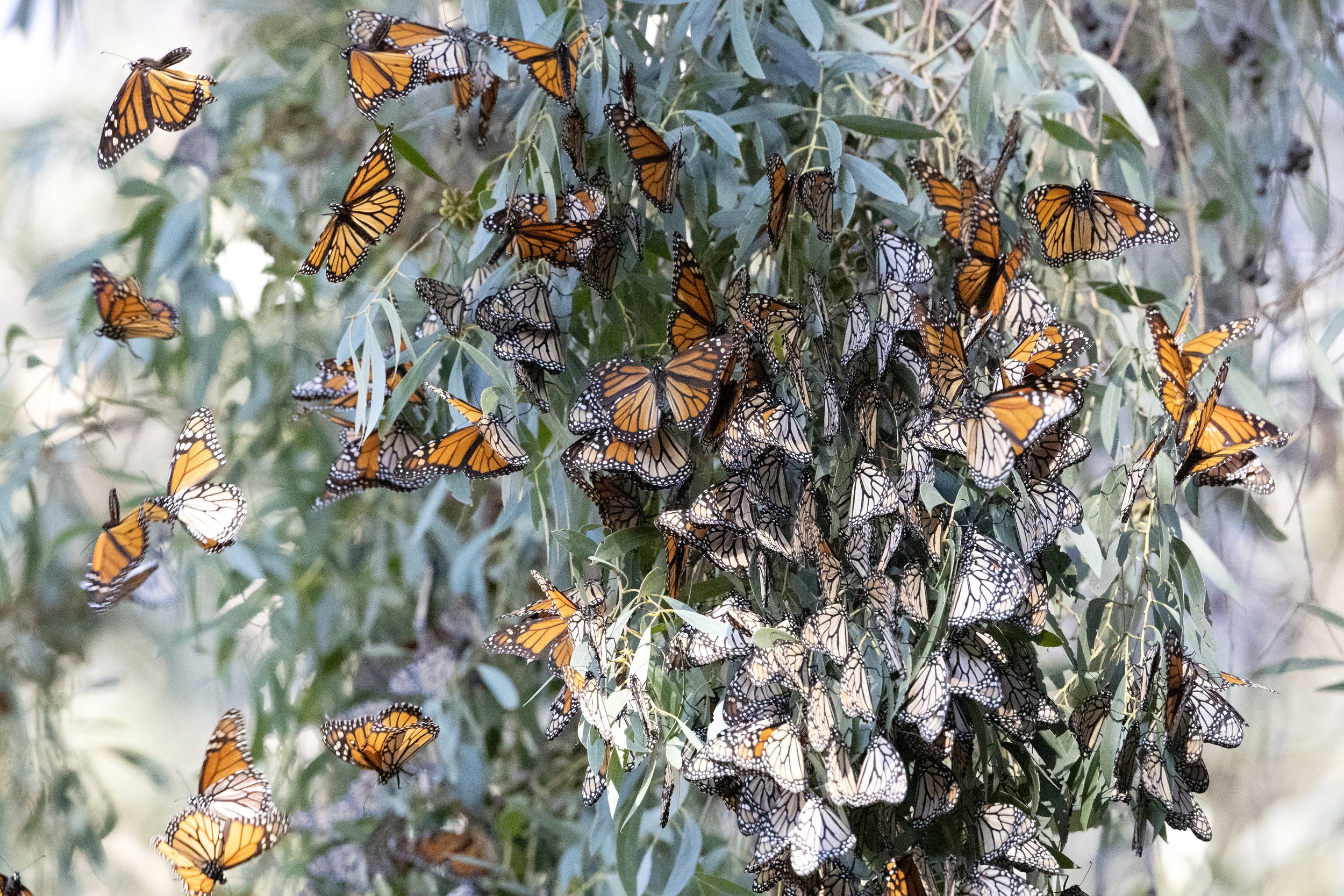 Monarch Butterflies, Natural Bridges State Beach
