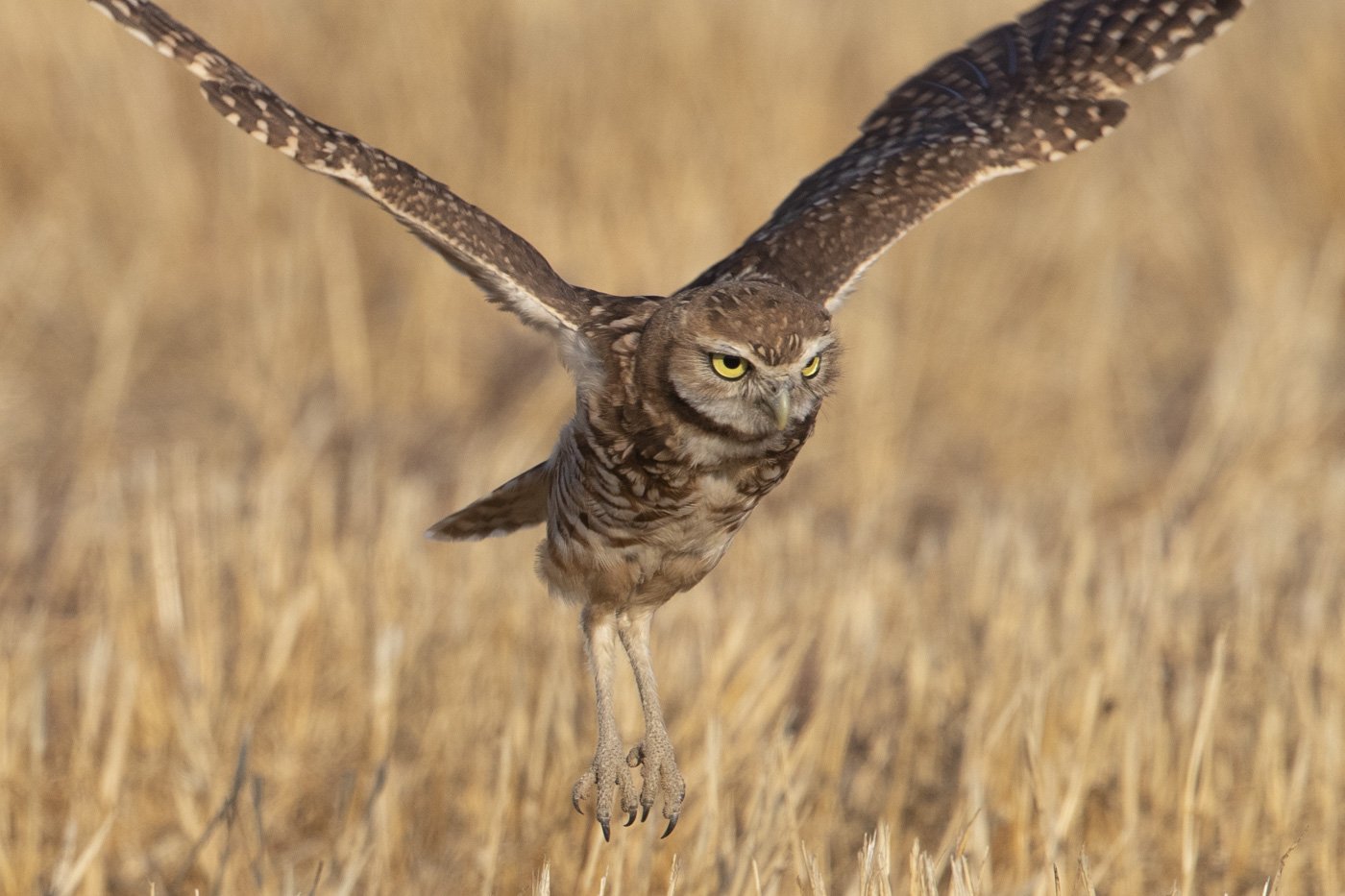 Burrowing Owl, Ontario, CA
