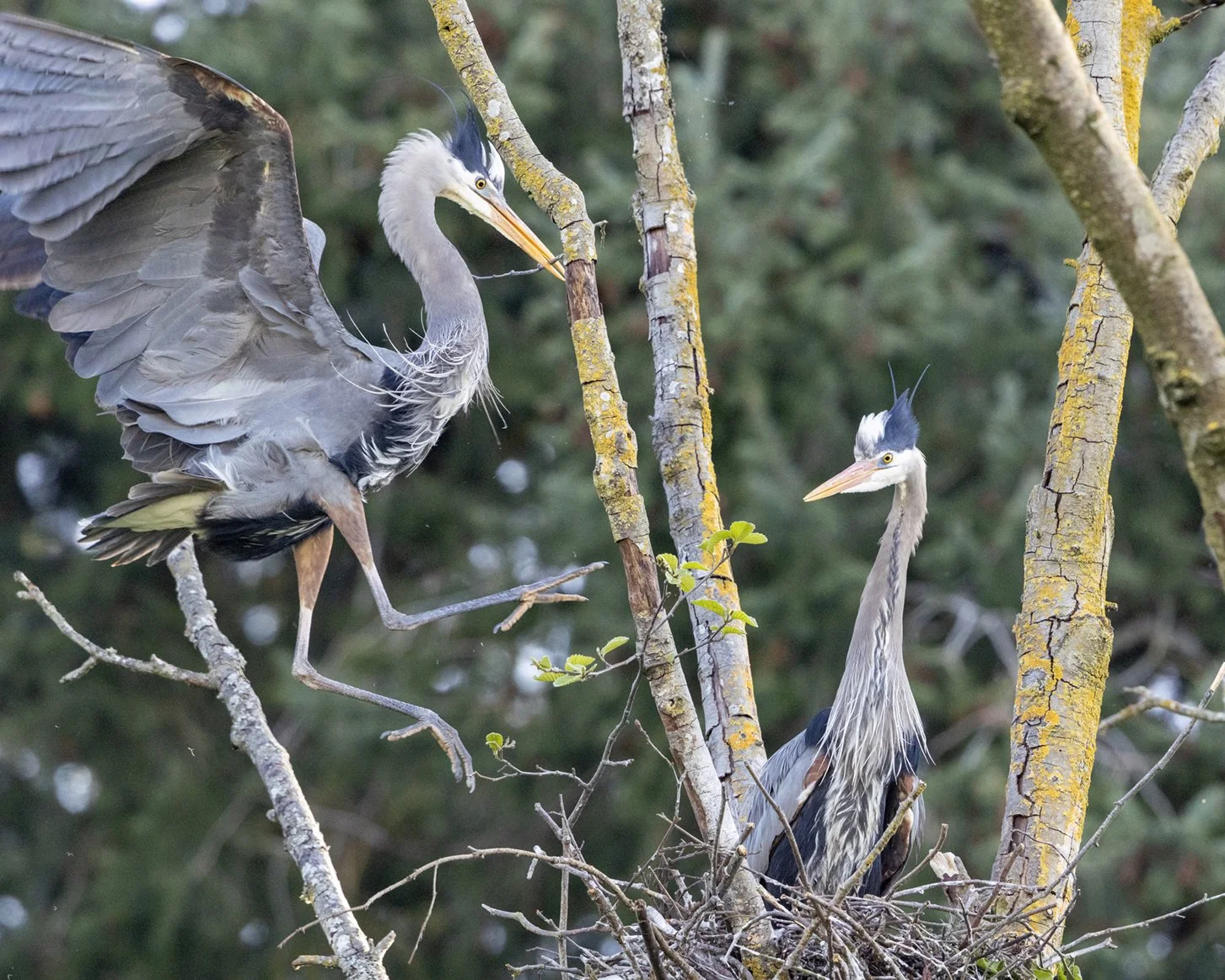 "Incoming!" WINNER: Best of Wildlife, 2025 Essence of Bellingham Photo Contest