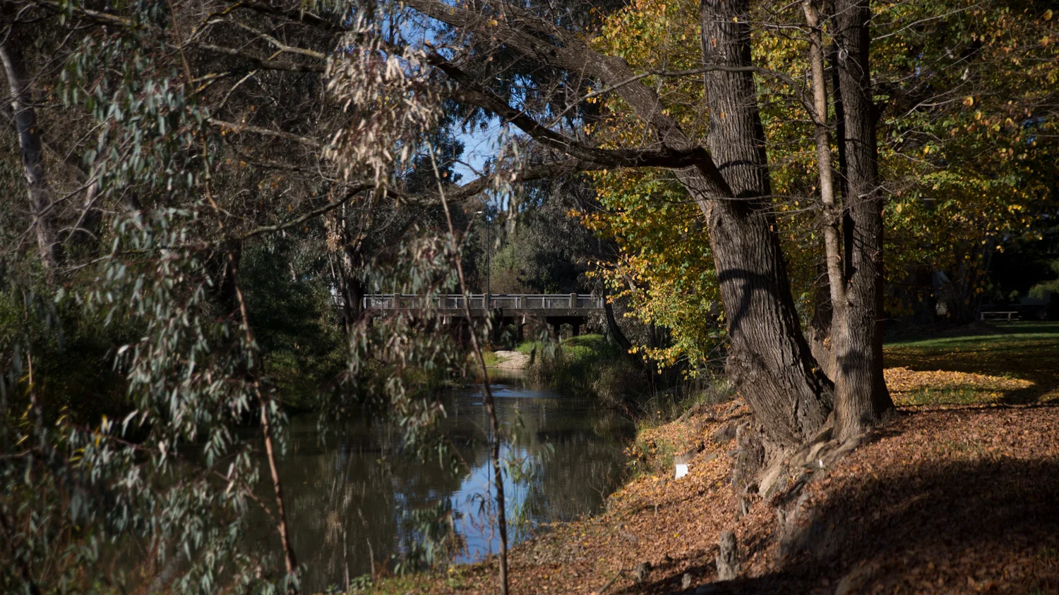 Myrtleford 2