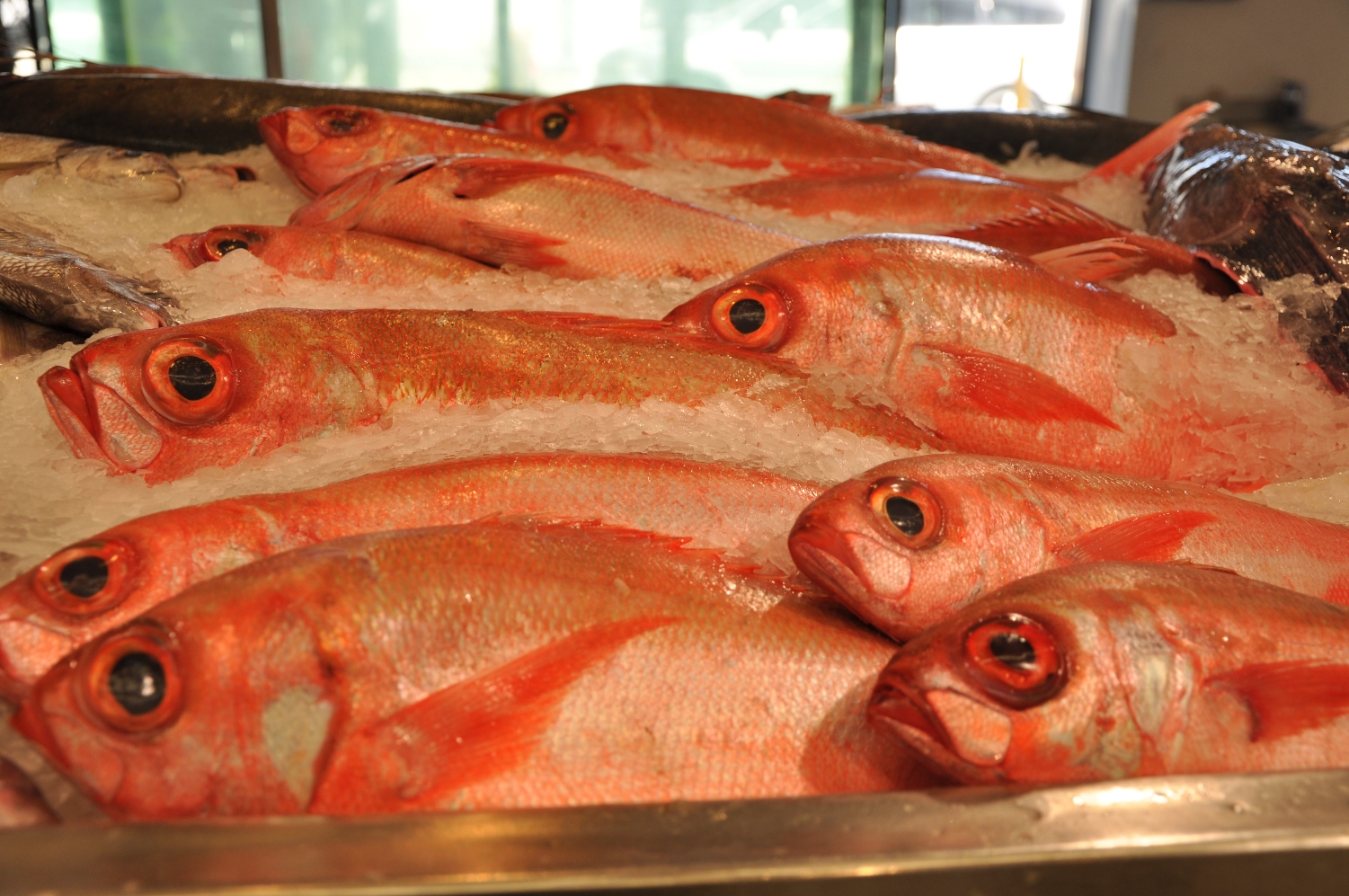 Whole New Zealand Red Snapper, Fresh – Goldfish Seafood Market